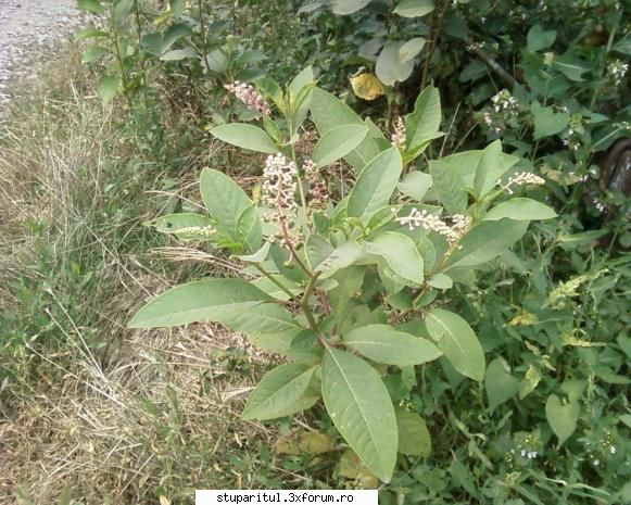 stupina albinelor419 - ce planta este asta???? - POZE