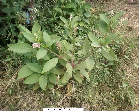 stupina albinelor419 - albinelor419 - POZE