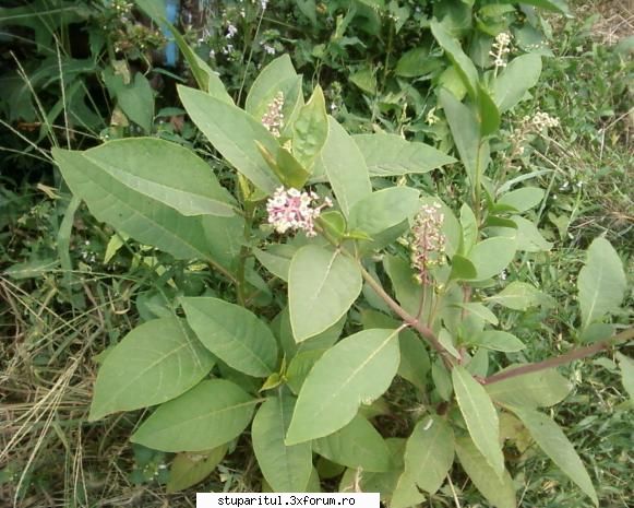 stupina albinelor419 - albinelor419 - POZE