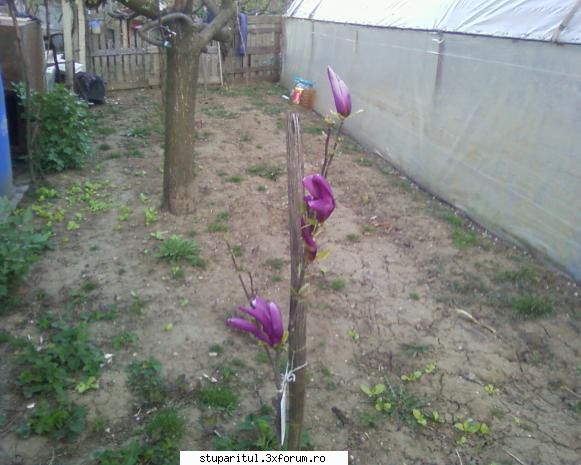 stupina albinelor419 - magnolie mai 2011 - POZE