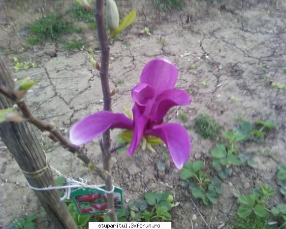 stupina albinelor419 - albinelor419 - POZE