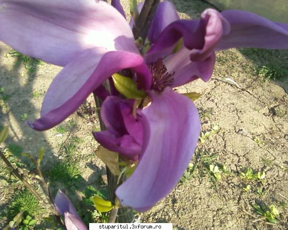 stupina albinelor419 - albinelor419 - POZE