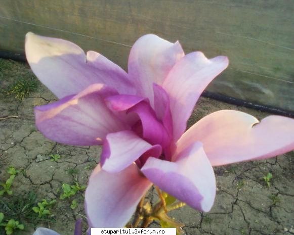 stupina albinelor419 - albinelor419 - POZE