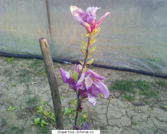 stupina albinelor419 - albinelor419 - POZE