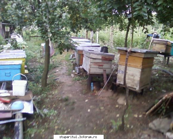 stupina albinelor419 - albinelor419 - POZE