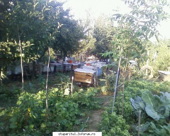 stupina albinelor419 - albinelor419 - POZE