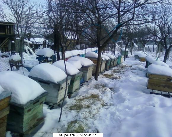 stupina albinelor419 - albinelor419 - POZE