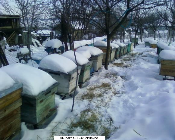 stupina albinelor419 - albinelor419 - POZE