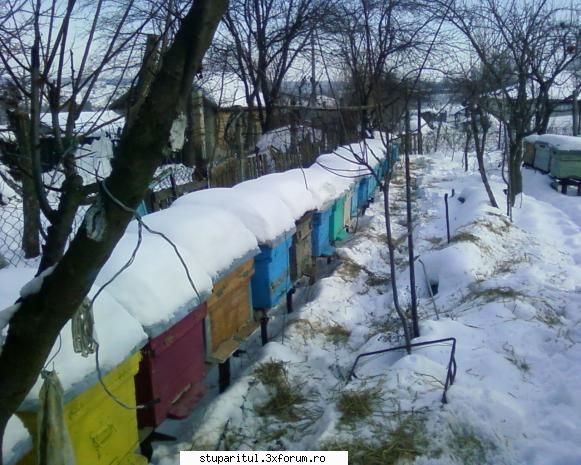 stupina albinelor419 - albinelor419 - POZE