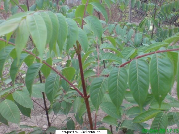 stupina albinelor419 - Planta pe care o consideri tu evodia, la noi a - POZE