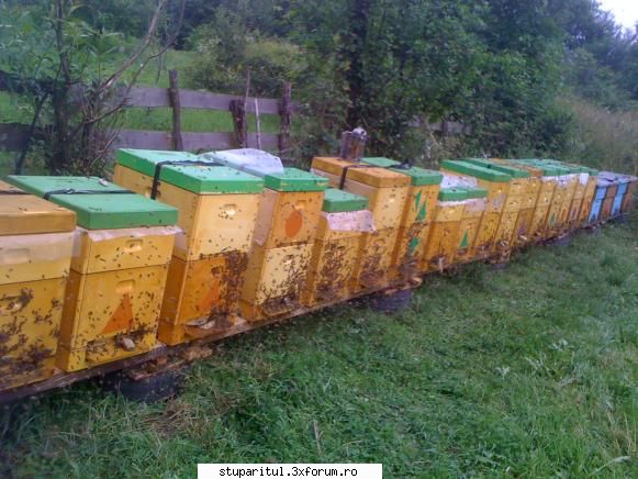 stupina in MARAMURES - Revenirea pe vatra... Dupa mai multe incercari si - PAGINI PERSONALE ! CINE SUNT EU ?