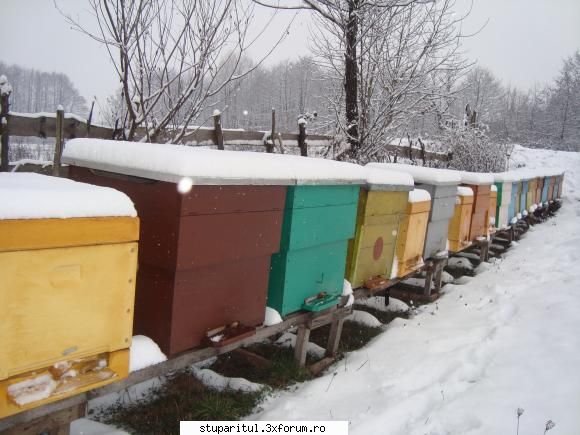 stupina in MARAMURES - dulos_theo - PAGINI PERSONALE ! CINE SUNT EU ?