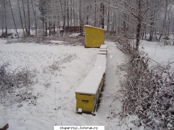 stupina in MARAMURES - din alt unghi, a doua locatie - PAGINI PERSONALE ! CINE SUNT EU ?