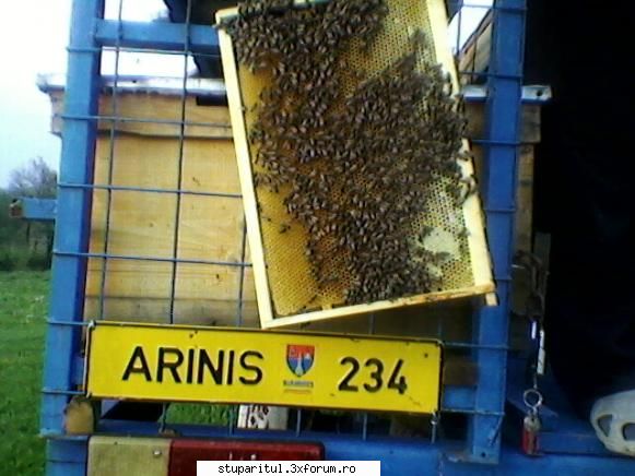 stupina mea - Rame cu miere de la pomii fructiferi! :D - PAGINI PERSONALE ! CINE SUNT EU ?