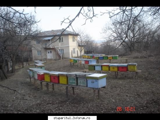 stupina mea - primavara in stupina - POZE