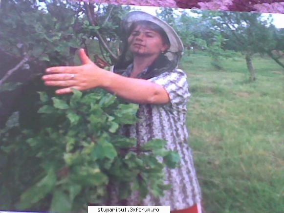 stupina mea - inca un roi frumos - PAGINI PERSONALE ! CINE SUNT EU ?