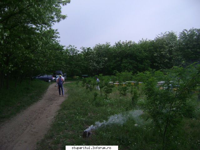 stupina mea - dragos2006 - POZE