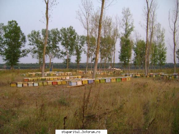 stupina mea - alta se vede si o barja pe Dunare - POZE