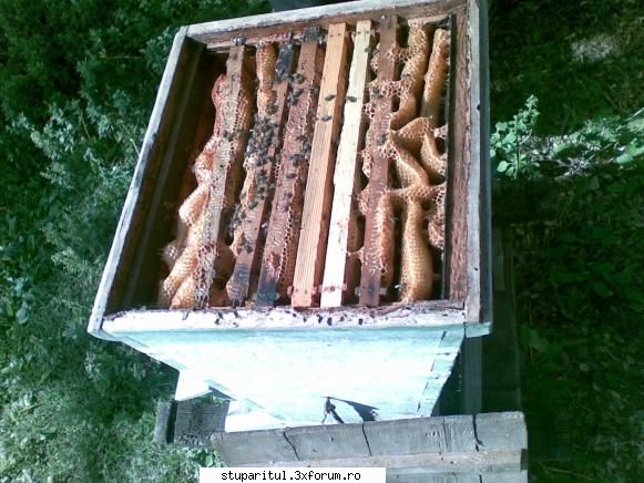 stupina mea - Romanul este inventiv , daca nu a mai avut rame - POZE