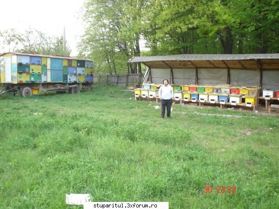stupina mea - dragos2006 - POZE