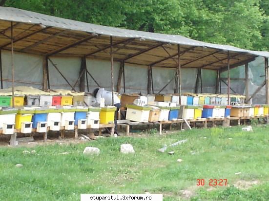 stupina mea - faget - jud. Buzau - POZE