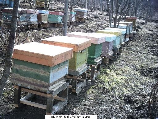 stupina mea - puiet ? sau zbor de recunoastere? - POZE