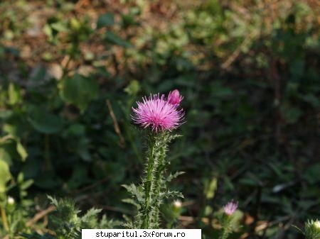stupinile mele (momentan numai doua) - si o floare sa ne mai infrumuseteze viata - POZE