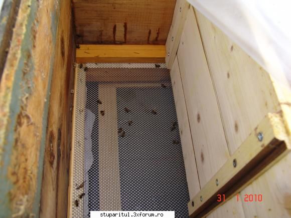 sub masca apicola - albine moarte mai nou şi mai vechi(nu le-am - PAGINI PERSONALE ! CINE SUNT EU ?