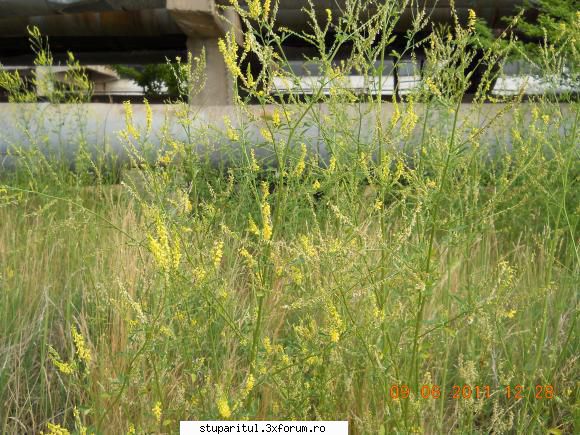 sulfina - ves.lucian.zabrani - BAZA MELIFERA - PLANTE , ARBUSTI , ARBORI