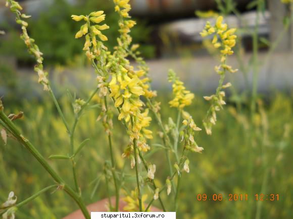 sulfina - inca una mai de aproape - BAZA MELIFERA - PLANTE , ARBUSTI , ARBORI