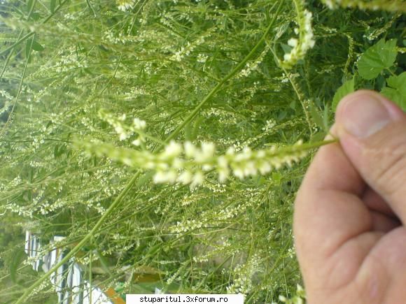 sulfina - daca o vedeti ..nu fugiti de ea.... este alba si - BAZA MELIFERA - PLANTE , ARBUSTI , ARBORI