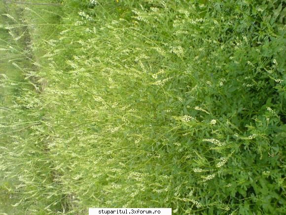 sulfina - poate se vede mai bine aici - BAZA MELIFERA - PLANTE , ARBUSTI , ARBORI