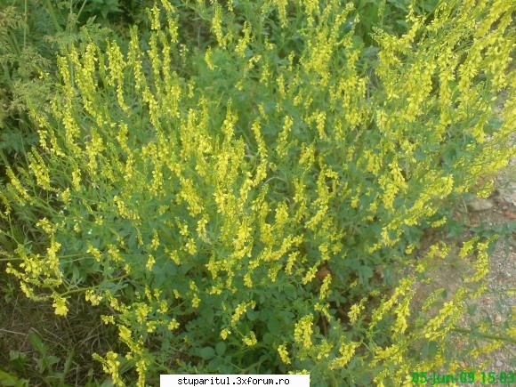 sulfina - sulfina galbena este mrlifera si da pana la - BAZA MELIFERA - PLANTE , ARBUSTI , ARBORI