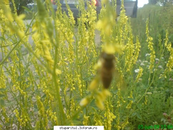 sulfina - mihaipop_55 - BAZA MELIFERA - PLANTE , ARBUSTI , ARBORI