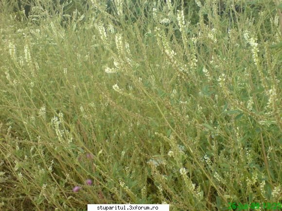 sulfina - la fel si sulfina alba da 200kg/ha iar cea - BAZA MELIFERA - PLANTE , ARBUSTI , ARBORI