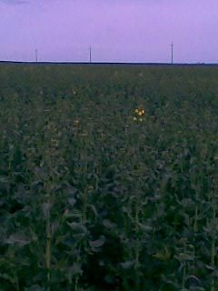 sunt si eu - e cam 2-3% �nflorită - PAGINI PERSONALE ! CINE SUNT EU ?