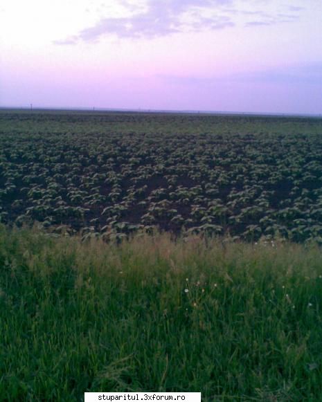 sunt si eu - s-a dus salc�mu pt mine aștept floarea acum - PAGINI PERSONALE ! CINE SUNT EU ?