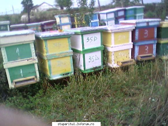 sunt si eu - daniel ciobanu - PAGINI PERSONALE ! CINE SUNT EU ?