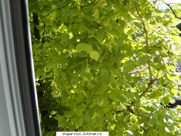tei 2008 - Primele flori la teiul cu frunza mica(teita) - BAZA MELIFERA - PLANTE , ARBUSTI , ARBORI