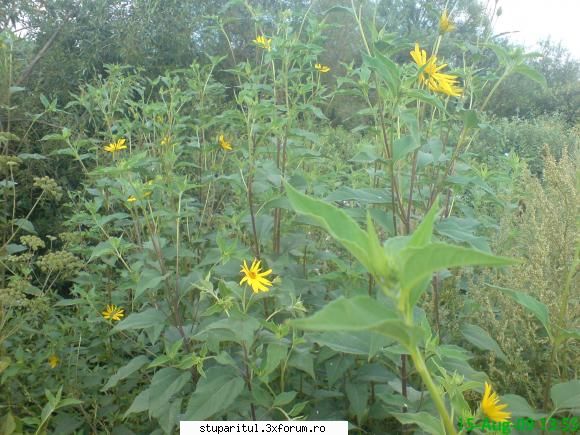 topinamburul - deja topinamburul a inflorit si va fi inflorit - BAZA MELIFERA - PLANTE , ARBUSTI , ARBORI