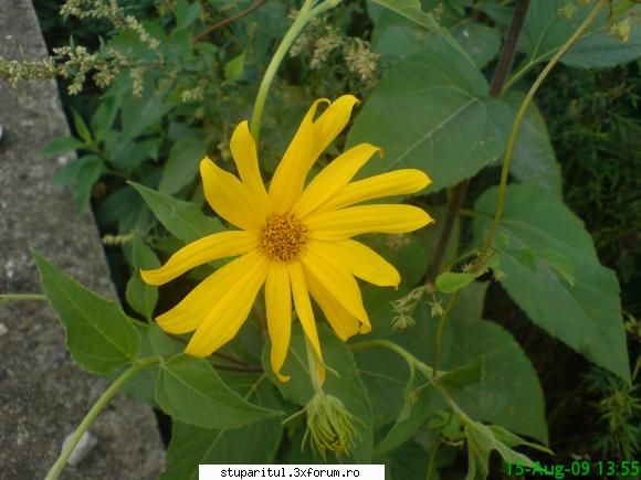 topinamburul - mihaipop_55 - BAZA MELIFERA - PLANTE , ARBUSTI , ARBORI