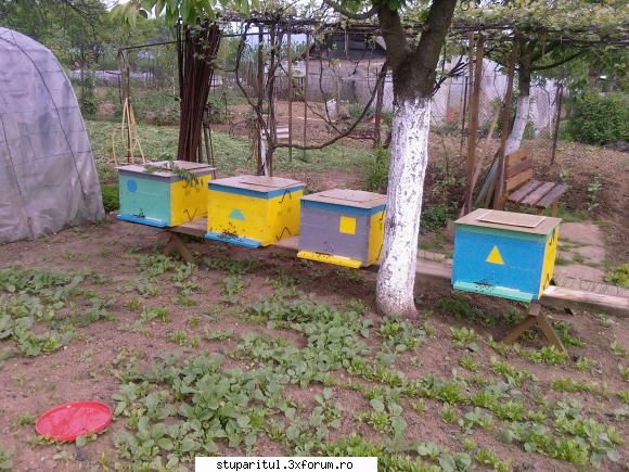 tratament cu acid formic ajutor - Poate cineva să �mi spună c�t - BOLI SI DAUNATORI - TRATAMENTE