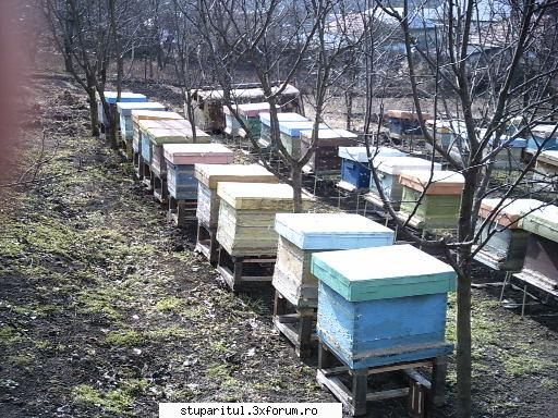 tratamente varoza - pentru puiet varos dar mai ales loca cea mai buna - APICULTURA BIO