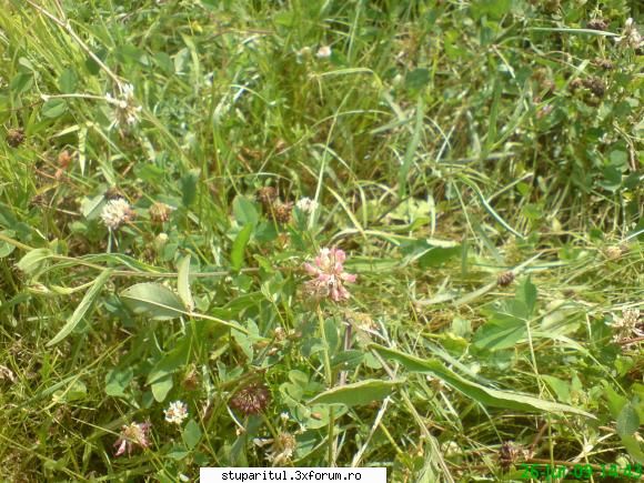 trifoi hibrid - trifoiul roz sau hibrid este cautat de albine - BAZA MELIFERA - PLANTE , ARBUSTI , ARBORI
