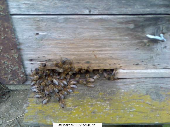 trintori scosi afara - Nu nu cred ca este din cauza temperaturii si eu - BOLI SI DAUNATORI - TRATAMENTE