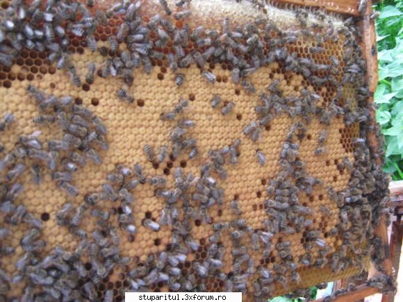 turta cand ai miere de mana in rame - D-le Balas eu nu am spus ca au murit de foame - HRANIREA ARTIFICIALA
