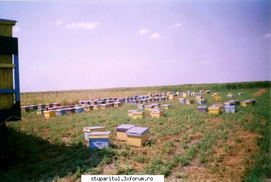 undeva in Romania - 2005 - la floarae soarelui - POZE
