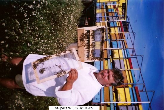 undeva in Romania - 2005 - Dan Puisoru , un apicultor care se pricepe la - POZE