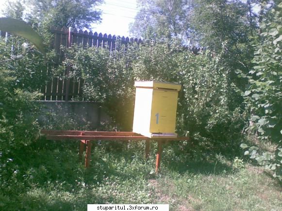 urdinis - Am gasit si o poza din Iulie unde se vede fanta - PAGINA APICULTORULUI INCEPATOR