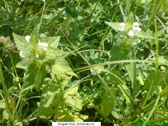 urzica moarta - urzica moarta cautata de albine - BAZA MELIFERA - PLANTE , ARBUSTI , ARBORI